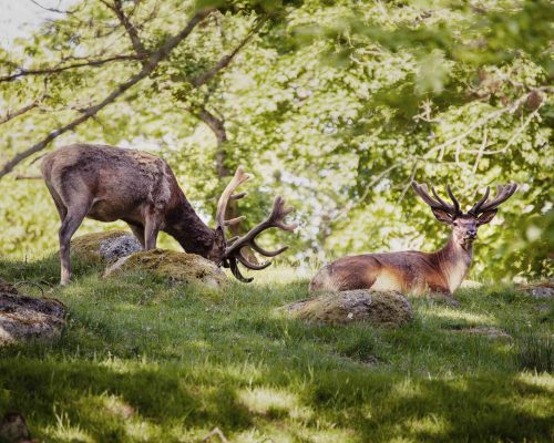 djur-kronvilt-Eriksberg_hotell_safaripark-Blekinge-011-2500px